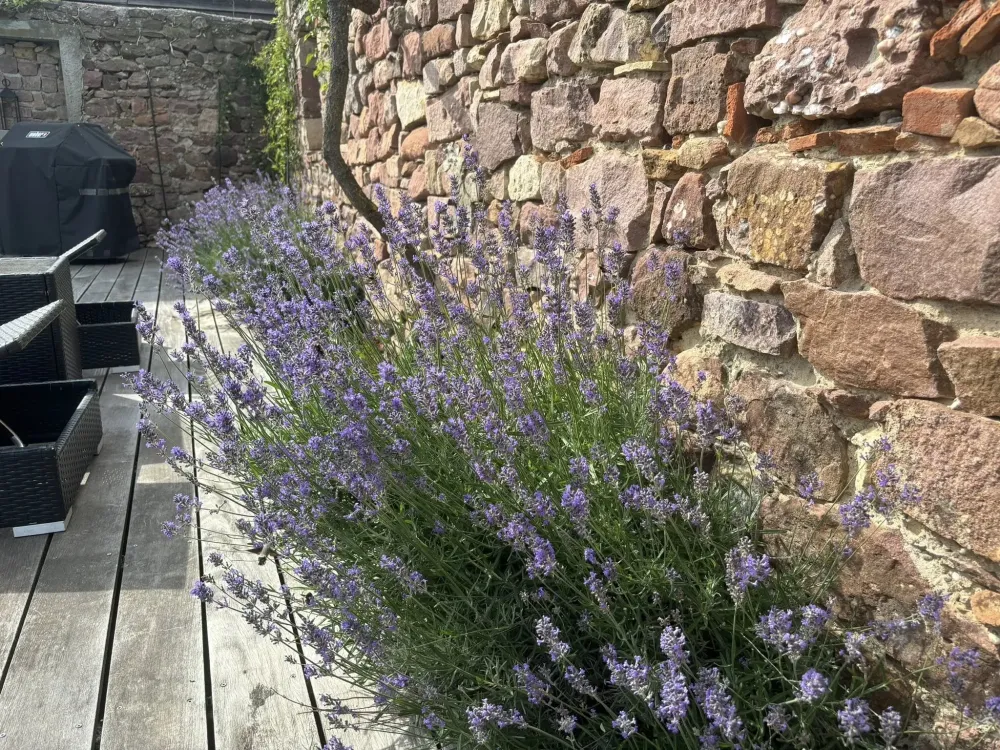 Création de terrasse près de Ensisheim