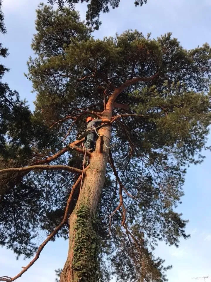 Élagage abattage près de Ensisheim